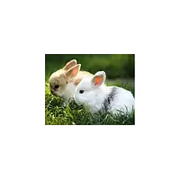 Комбикорм для кроликов от 5-14 недель
